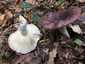 Feketésvörös galambgomba (Russula undulata), Somogy